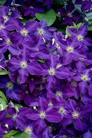Sichern sie sich 3% skonto bei vorkasse Buy Jackmanii Superba Purple Clematis Vine Free Shipping 1 Gallon Size Plants For Sale Online From Wilson Bros Gardens