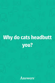 Why having a pet can keep you healthy and fit!!! Why Do Cats Headbutt You