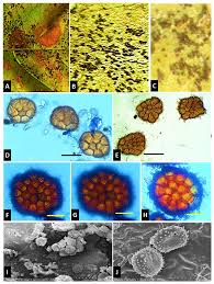 Image result for Sesbania macowaniana