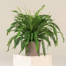 Image result for Blechnum