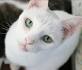 Russian White, Black, and Tabby - Wikipedia