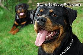 111 Zor Kopek Isimleri Tr Secrettohappypets Com