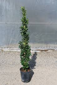 Image result for Ligustrum