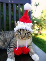 I Am November 23 2017 Zsazsa Bellagio Like No Other Christmas Cats Santa Cat Dog Hat