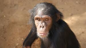 Image result for Deinbollia sp. A