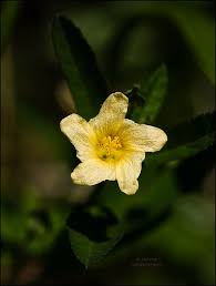 Image result for Sida rhombifolia