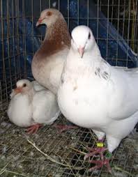 How to breed, race, win and make money download pdf : Building Consistency Pretzel Breeding Part 3 Of 6 Winning Pigeon Racing And Racing Pigeons Strategies Pigeon Insider
