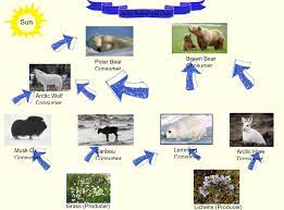 Tundra Animals