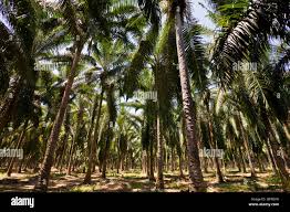 Image result for Lomariopsis guineensis