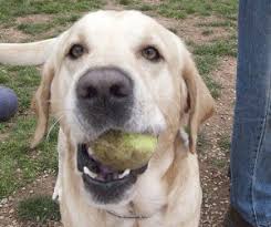 Golden retriever personality, origins, costs and health issues with faqs, buying advice and care from guide dogs to drug dogs, search and rescue to bomb detection. Labrador Retriever Rescue Delaware Valley Golden Retriever Rescue