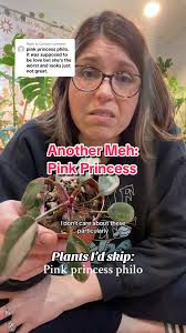 Plante Princesse Timide