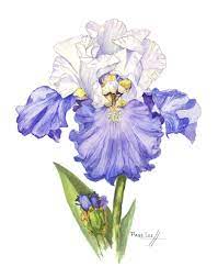 Blue And White Sultan Iris Page Lee Hufty Iris Art Flower Drawing Iris Painting