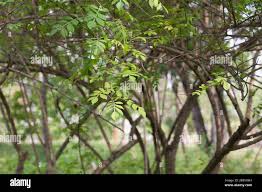 Image result for Harrisonia