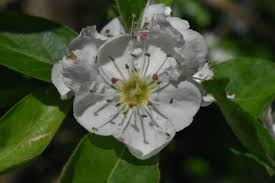 Image result for Craibia grandiflora