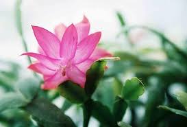 Mostly, the southeast is blessed with. Facts On Cactus Flowers Miss Chen Garden Manage Gfinger Es La App De Jardineria Mas Profesional