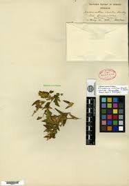 Image result for Acanthus mayaccanus