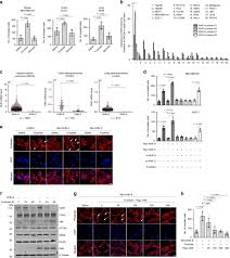 Finishing the race (younger children) the first missionaries. Ketohexokinase A Acts As A Nuclear Protein Kinase That Mediates Fructose Induced Metastasis In Breast Cancer Nature Communications