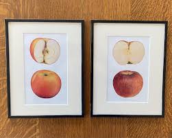 Apple Print From 1903 Book Apples of New York