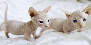 Local Sphynx Cat Cattery In Denver Colorado Co Our Kittens Are Looking For Their Affectionate Owner Sphynx Cats And Kittens