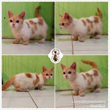 Dijual kucing persia murah hanya 800000 usia 15 bulan ada lima pilihan hubungi 08995400921 yogyakarta. Kucing Munchkin Kaki Cebol Shopee Indonesia