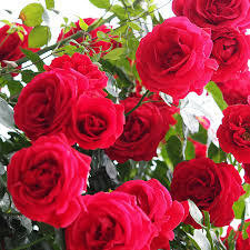 Climbing plants with flowers ireland. Buy Climbing Red Rose Plants In Ireland At Best Prices Shop Now