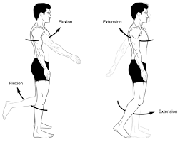 Anatomical Terms Of Movement Flexion Rotation