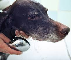 However, the reality is this probably isn't practical, as pugs love to run in mud, so will need more regular baths and showers. Help My Dog Hates Taking A Bath