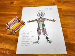 Muscular System Worksheets For Elementary Students