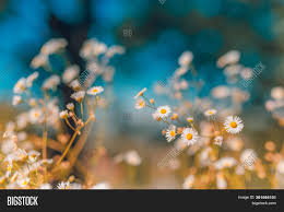 Maybe you would like to learn more about one of these? Beautiful Wild Flowers Image Photo Free Trial Bigstock