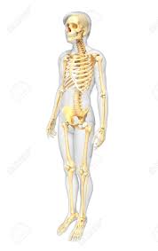 An uneven rib cage means the two sides of the rib cage are not symmetrical. Illustration Of Human Skeleton Side View Stock Photo Picture And Royalty Free Image Image 32459963