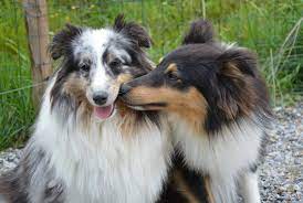 Can Dogs Fall In Love The Dog People By Rover Com