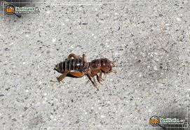 The jerusalem cricket, scientific name stenopelmatus fuscus, is a large, wingless insect found throughout portions of the southwest united states. Dark Jerusalem Cricket Stenopelmatus Nigrocapitatus