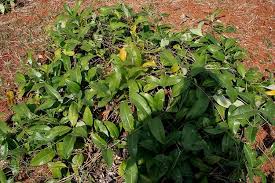 Image result for Cryptolepis hypoglauca