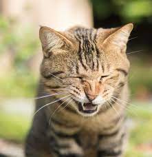 Watery Eyes And Endless Bouts Of Sneezing Pets Too Can Suffer From Hay Fever Or Allergies What If Symptoms Don T Disappear B Cat Sneezing Cats Cat Facts