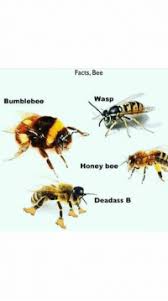25 Best Bee Wasp Memes Also Memes Are Memes Nei Memes