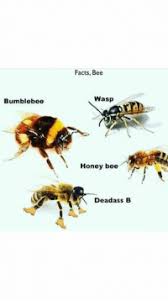 25 best bee wasp memes also memes are memes nei memes