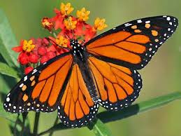 Monarch Danaus Plexippus Milkweed Schmetterlinge Und Raupen Sudeuropas Griechenland Italien Sudfrankreich Spa Monarchfalter Schone Schmetterlinge Schmetterling