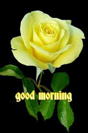 Good Morning Images Yellow Roses Beautiful Flowers Rose
