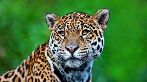Brazil To Clone Wild Animals In Danger Of Extinction Animals Wild Animals Amazon Rainforest Animals