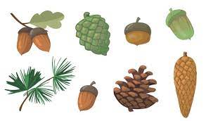 See more of pine cones and acorns blog on facebook. Free Vector Acorns And Pinecones Set Pine Tree Branch Fir Tree Cone Oak Leaf Isolated Flat Vector Illustrations For Autumn Fall Nature Forest Concept