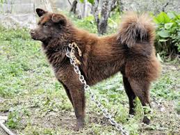 Hmong dogs are an ancient breed of dogs, originated from vietnam. 11 Unrecognized Mastiff Type Dogs From Asian Countries Hubpages