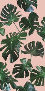 Monstera Leaf Final For Print Traditional Pink Green Jpg Leaves Wallpaper Iphone Plant Wallpaper Leaf Wallpaper