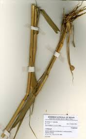 Image result for Cymbopogon caesius