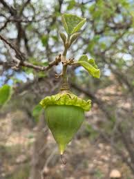 Image result for Cordia grandicalyx