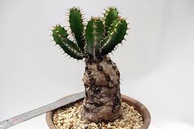 Image result for Euphorbia mlanjeana