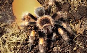 Image result for Brachyachne simonsii