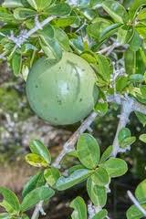 Image result for Streptopetalum serratum