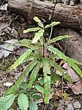 Image result for Anisophyllea quangensis