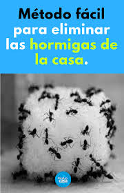 Las hormigas negras, también llamadas hormigas carpinteras, suelen vivir en la madera húmeda o podrida. Metodo Facil Para Eliminar Las Hormigas De La Casa Hormigas Eliminarhormigas Borax Vinagre House Cleaning Tips Clean House Mattress Cleaning
