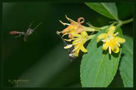 Image result for Grewia hornbyi